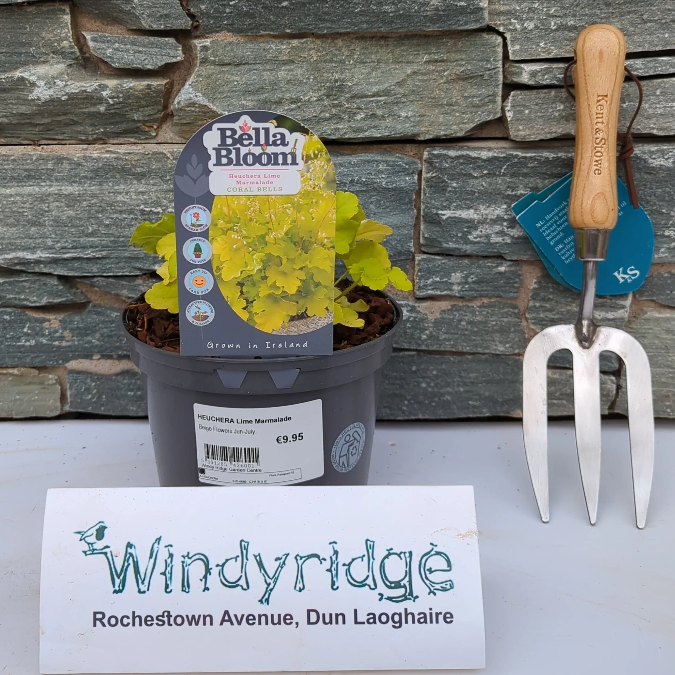HEUCHERA Lime Marmalade
