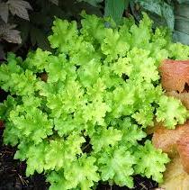 HEUCHERA Lime Marmalade - Image 2