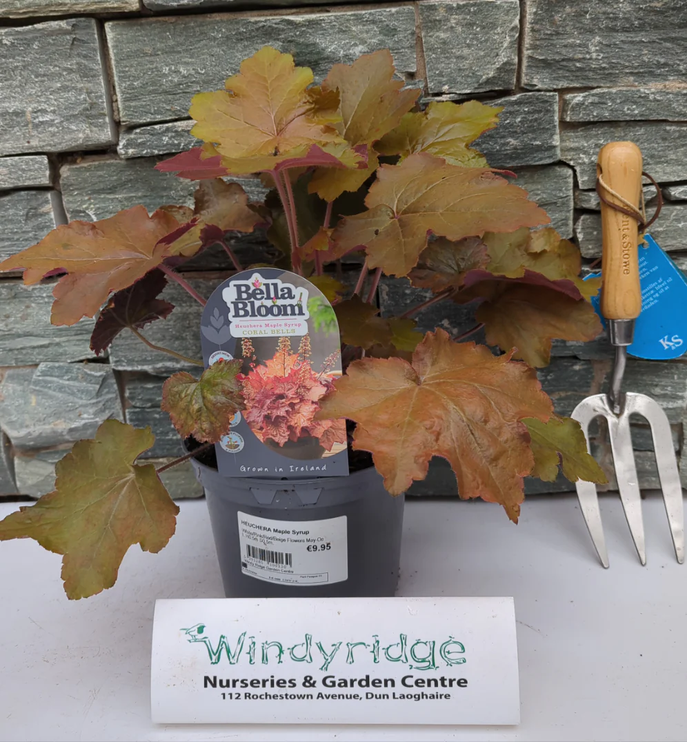 HEUCHERA Maple Syrup - Image 2