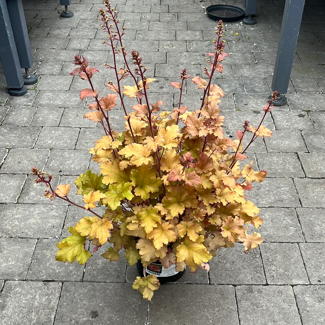 HEUCHERA Marmalade