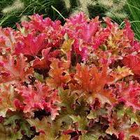 Heuchera Marmalade - Image 2