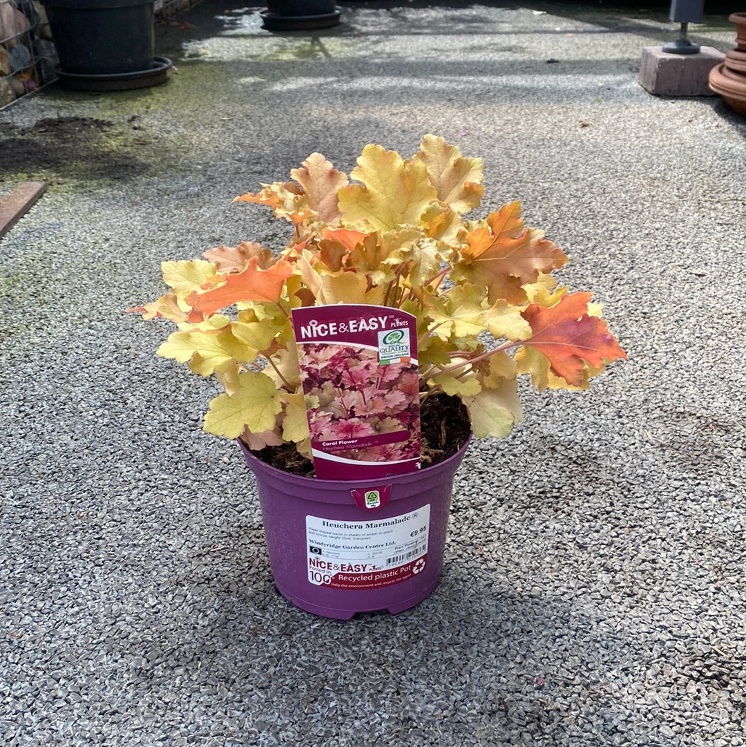 Heuchera Marmalade - Image 3