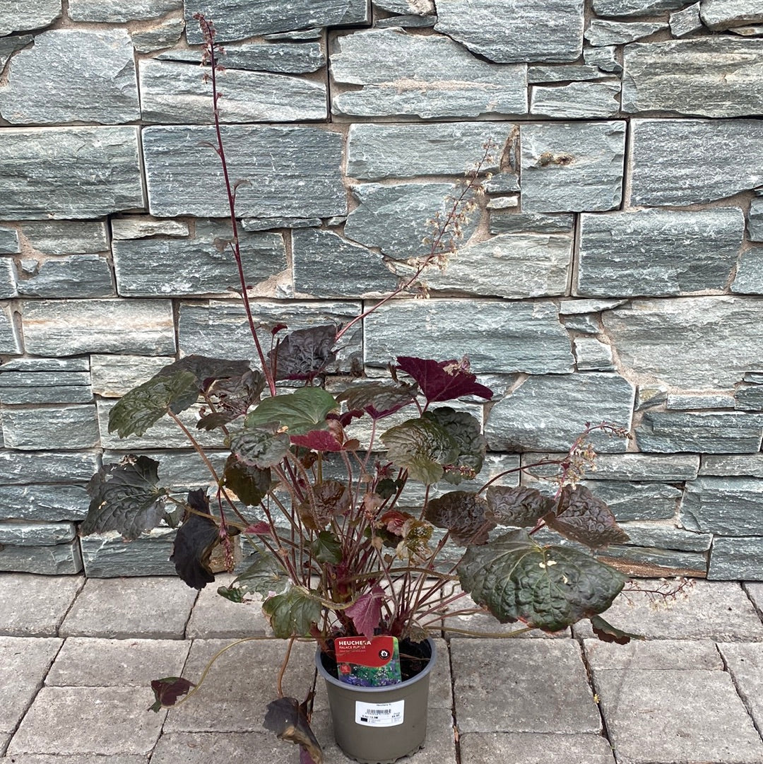 HEUCHERA micran. Palace Purple