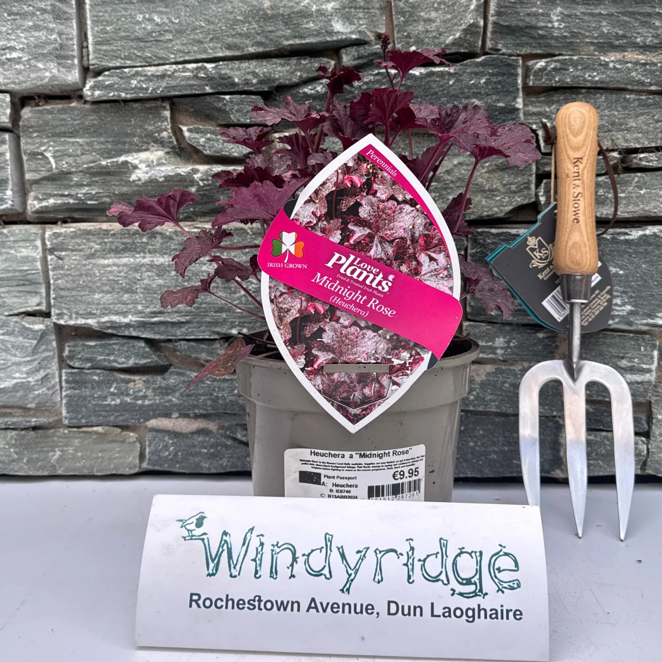 Heuchera Midnight Rose - Image 2