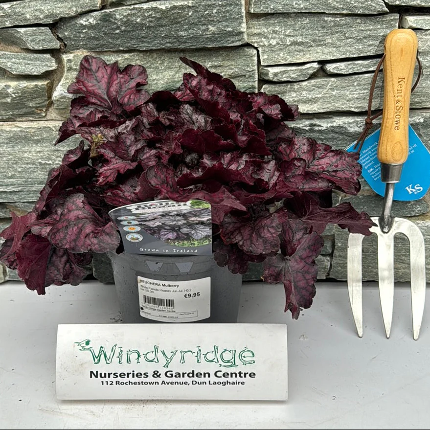 HEUCHERA Mulberry