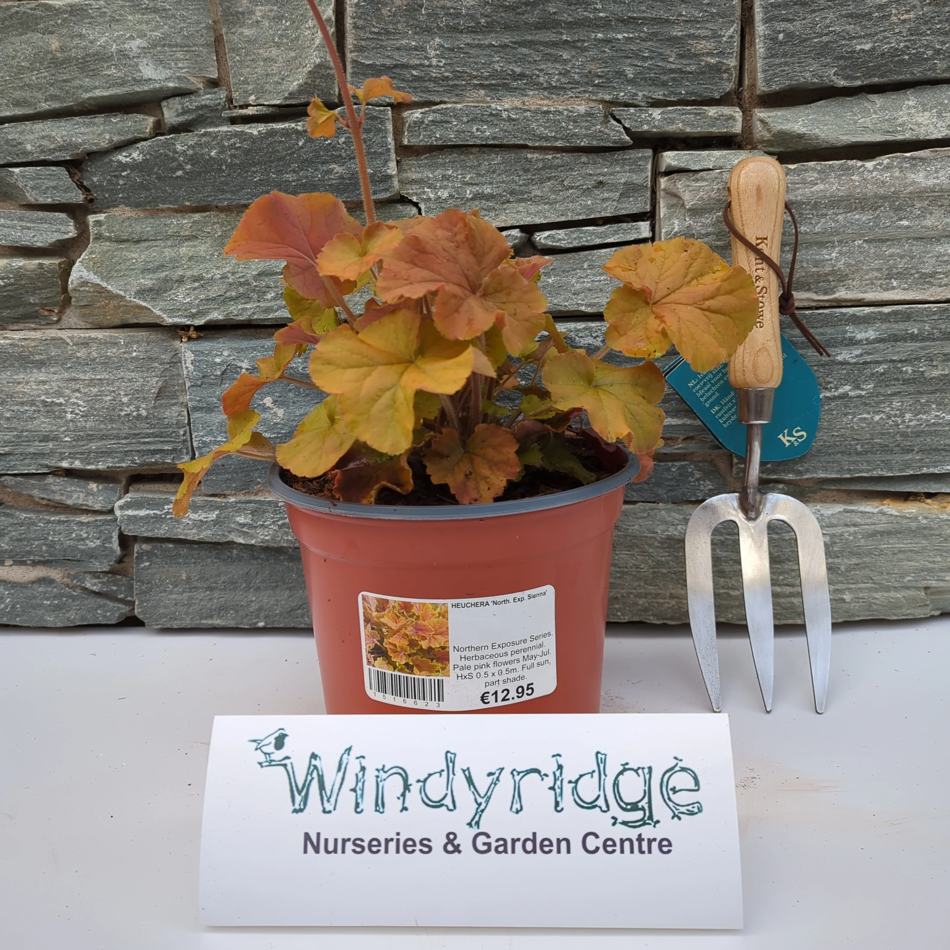 HEUCHERA North. Exp. Sienna - Image 2