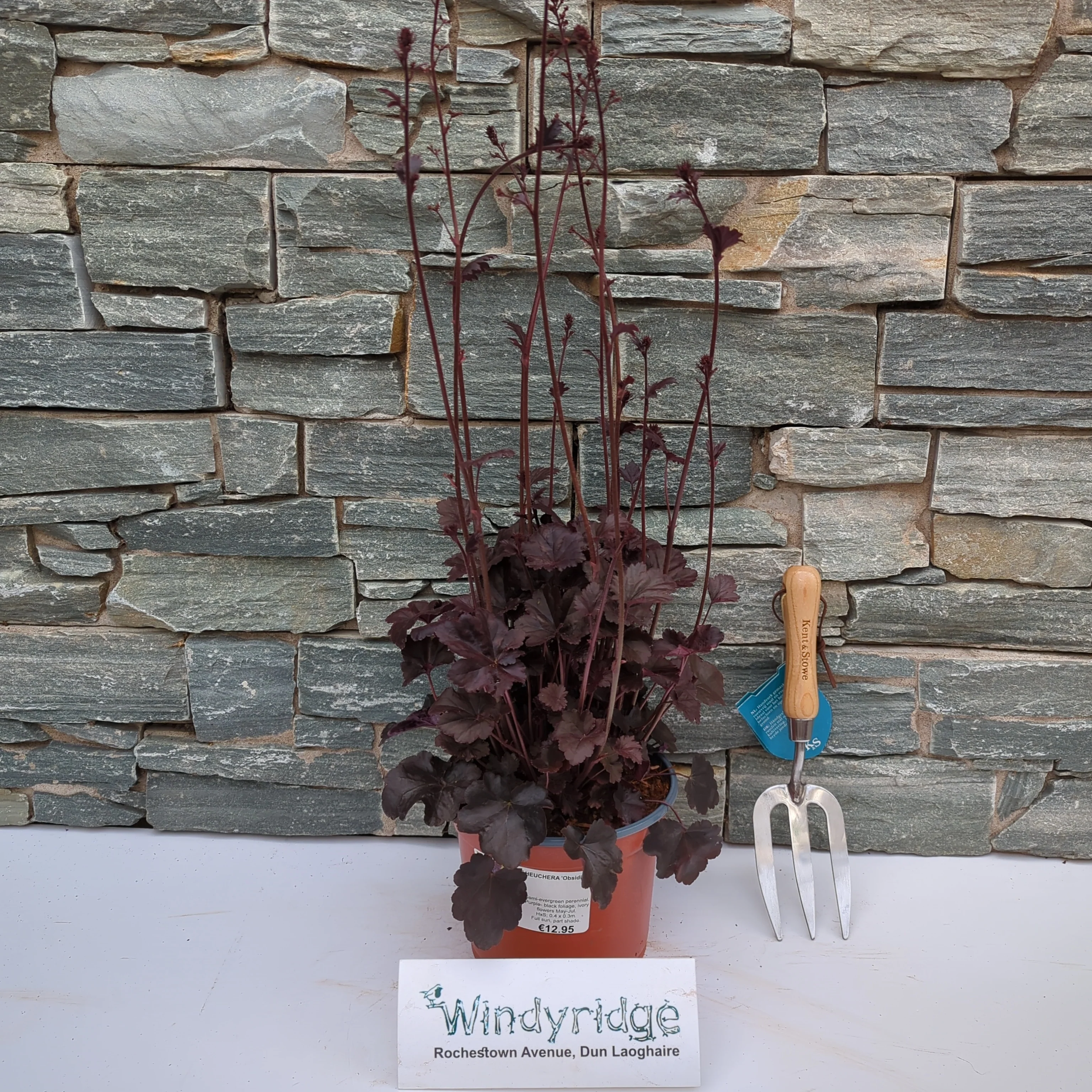 HEUCHERA Obsidian - Image 2