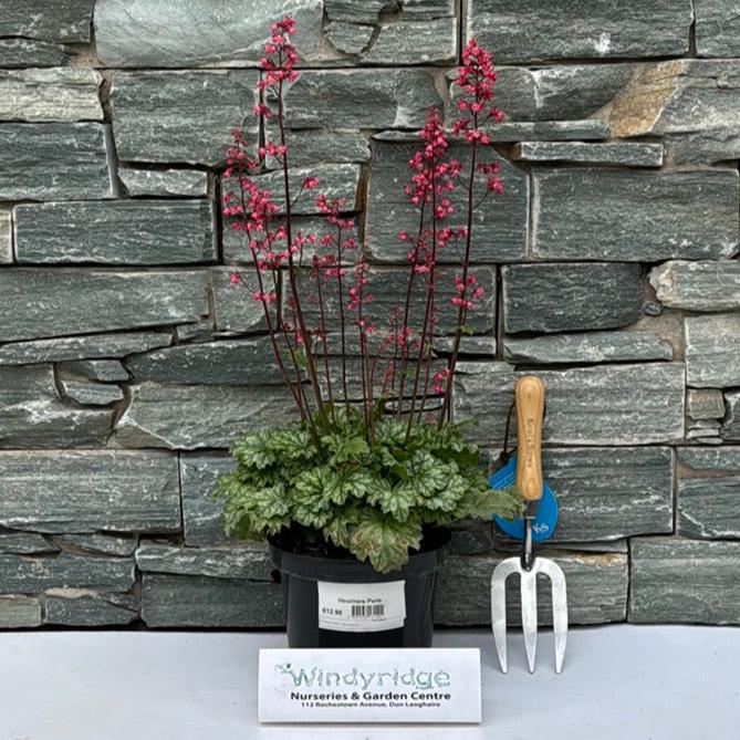 Heuchera Paris - Image 2