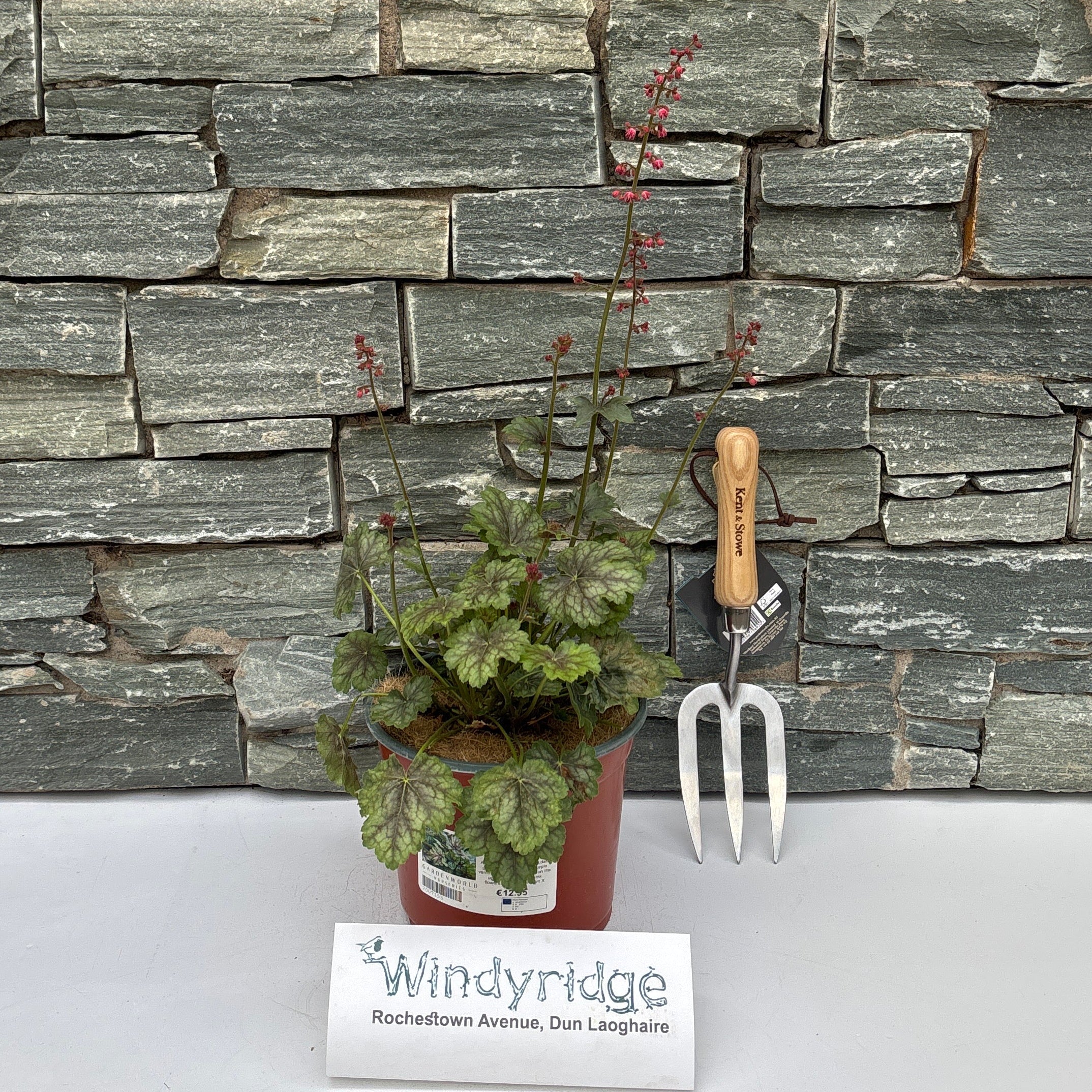 HEUCHERA 'Peppermint Spice'