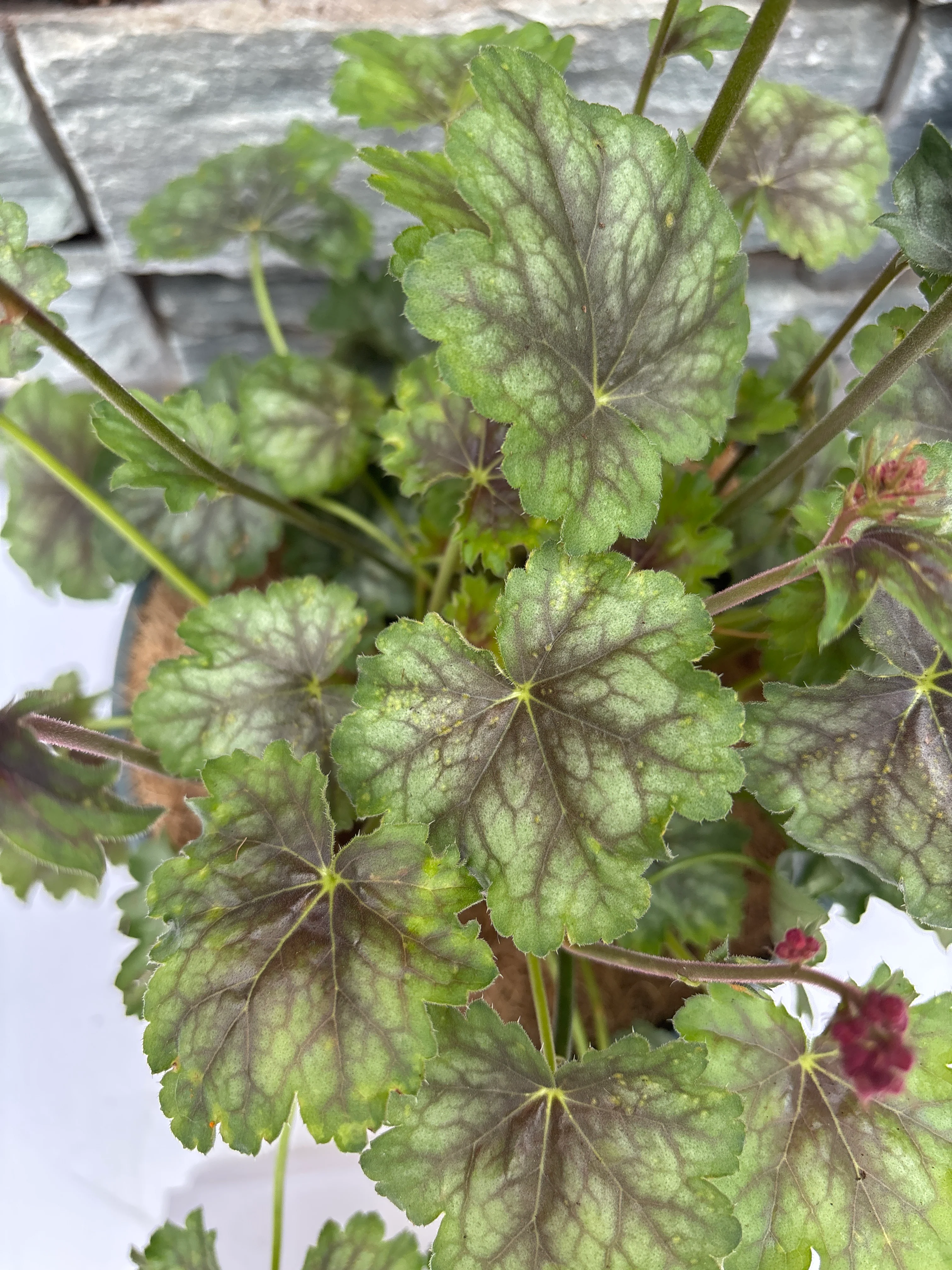 HEUCHERA 'Peppermint Spice' - Image 2