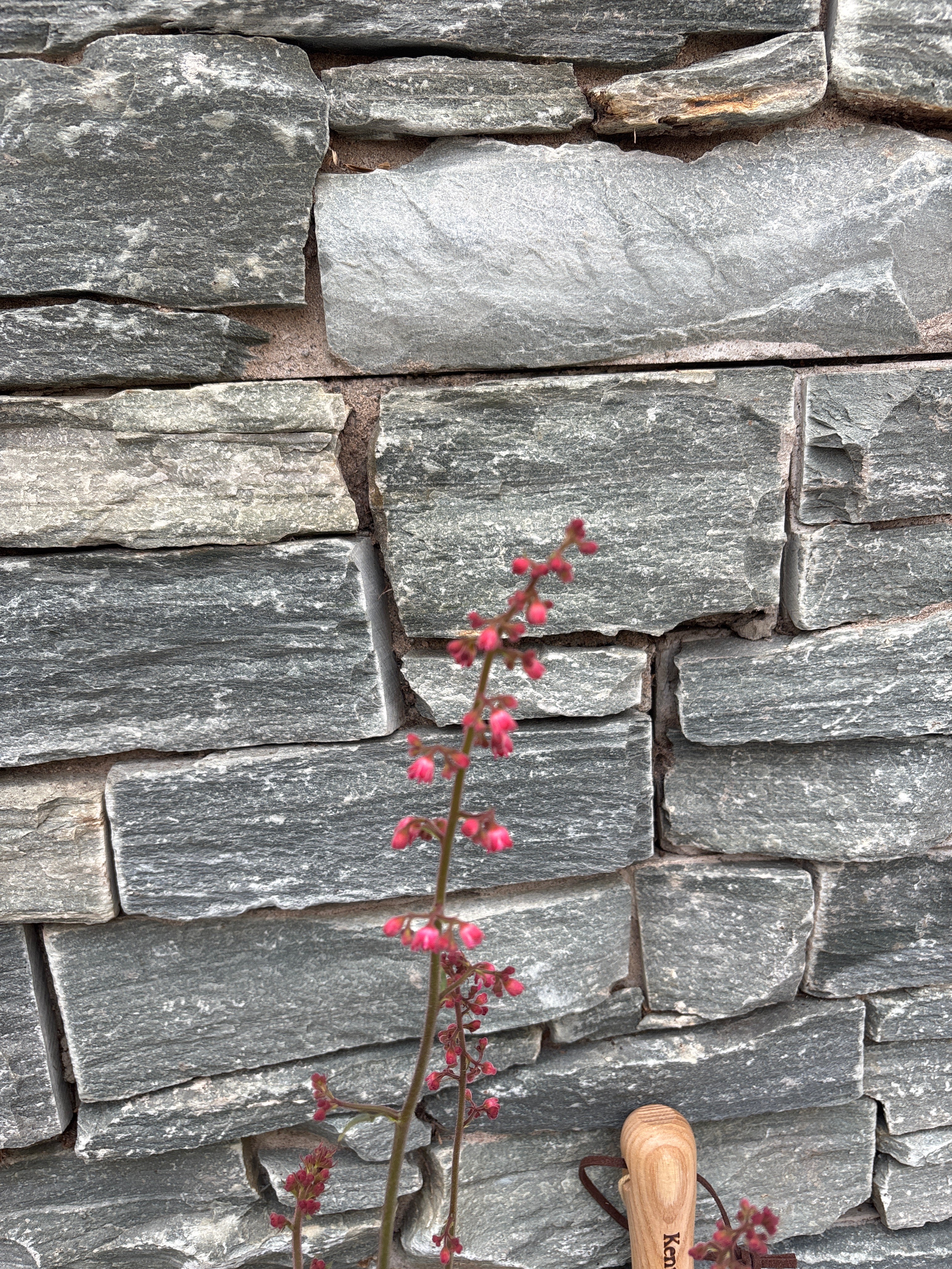 HEUCHERA 'Peppermint Spice' - Image 3