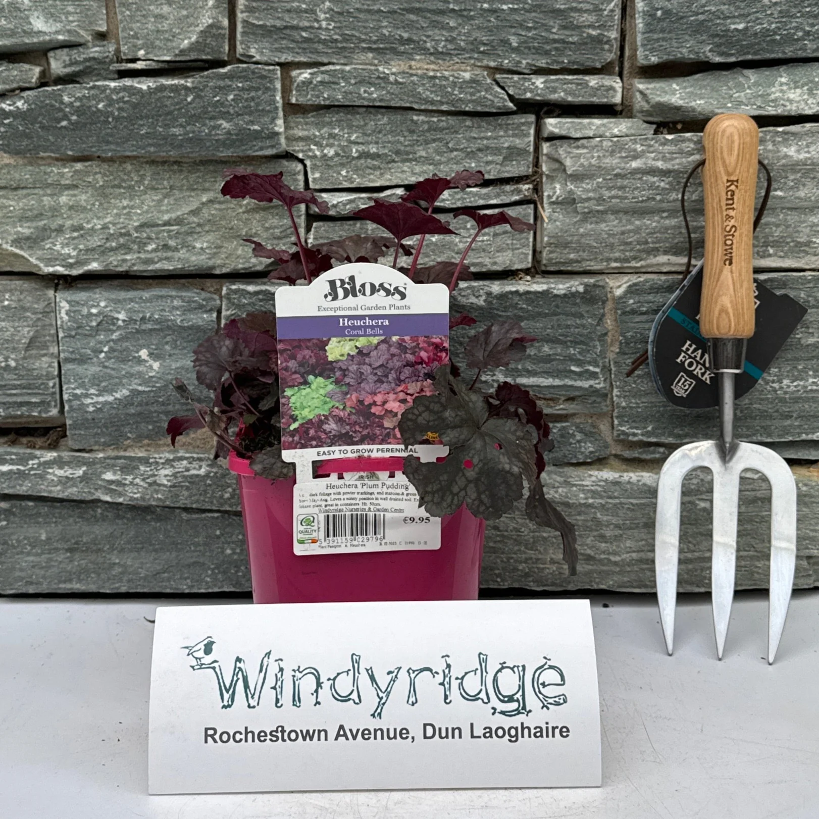 Heuchera Plum Pudding - Image 2