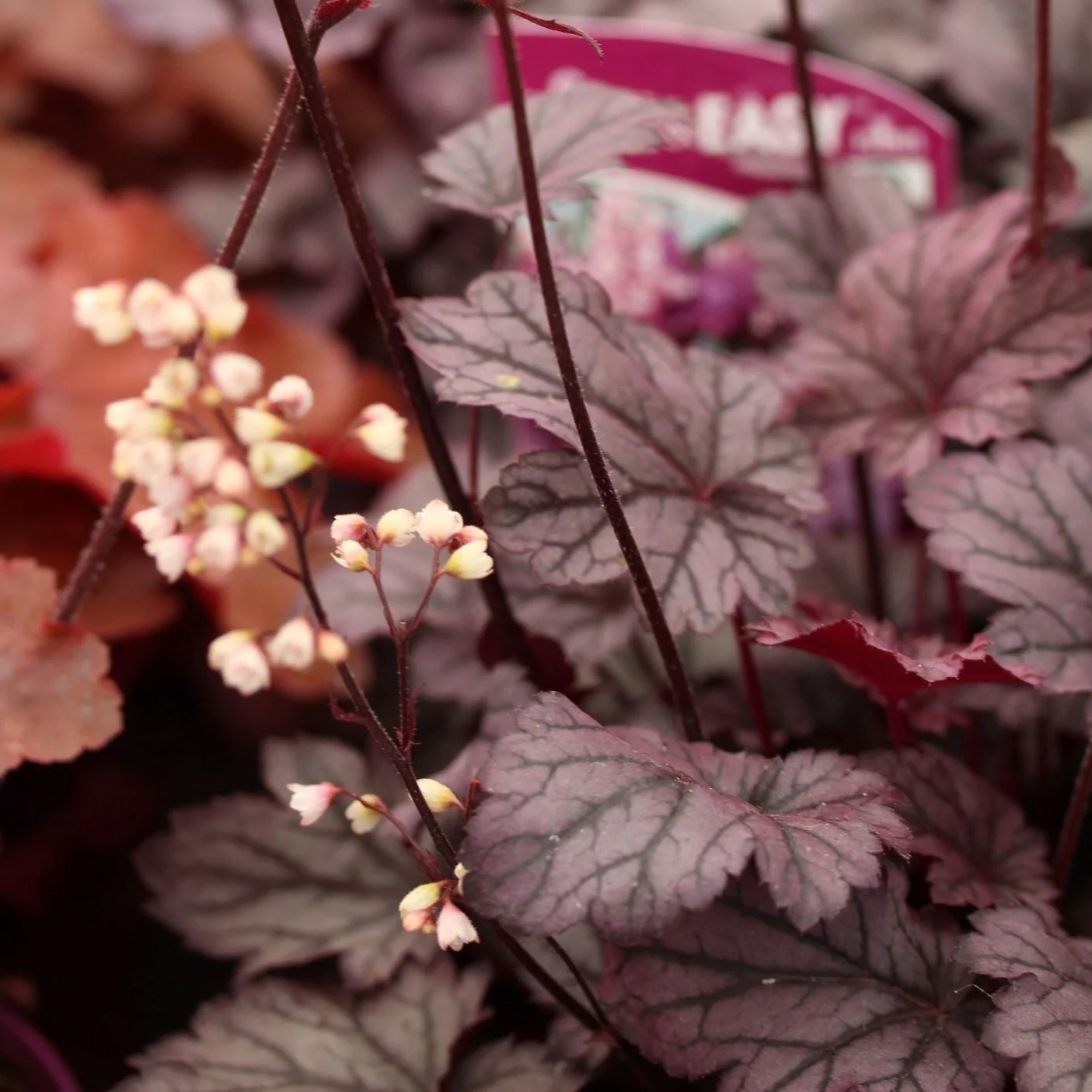 Heuchera Shanghai 2lt pot