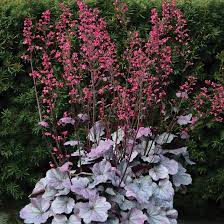Heuchera Silver Gumdrop - Image 3