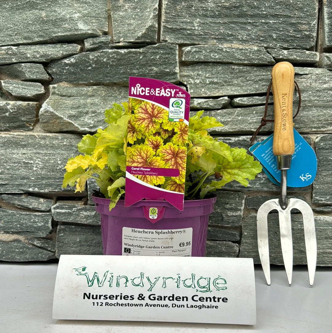 Heuchera Splashberry - Image 2