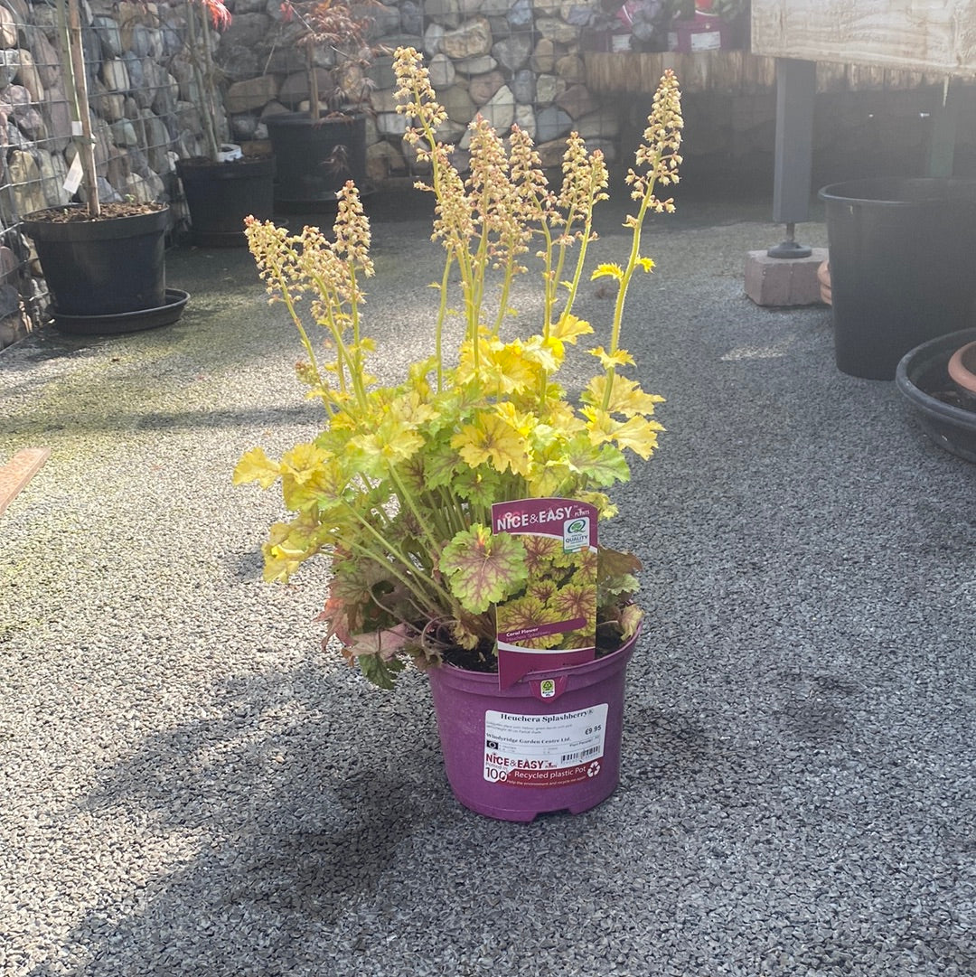 Heuchera Splashberry - Image 3