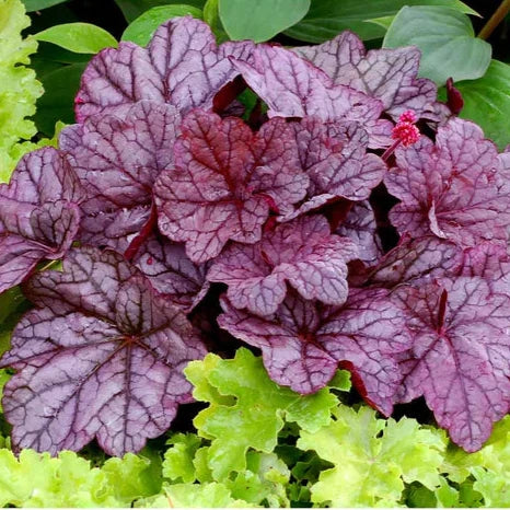 Heuchera Sugar Plum - Image 6