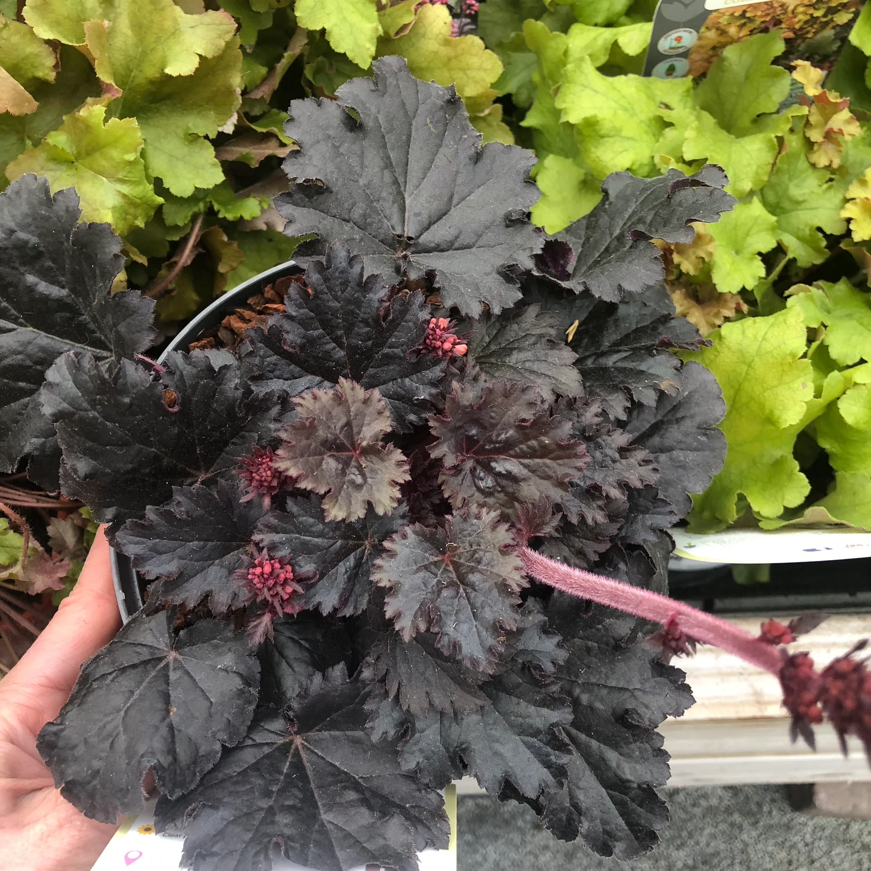 HEUCHERA Timeless Night - Image 2
