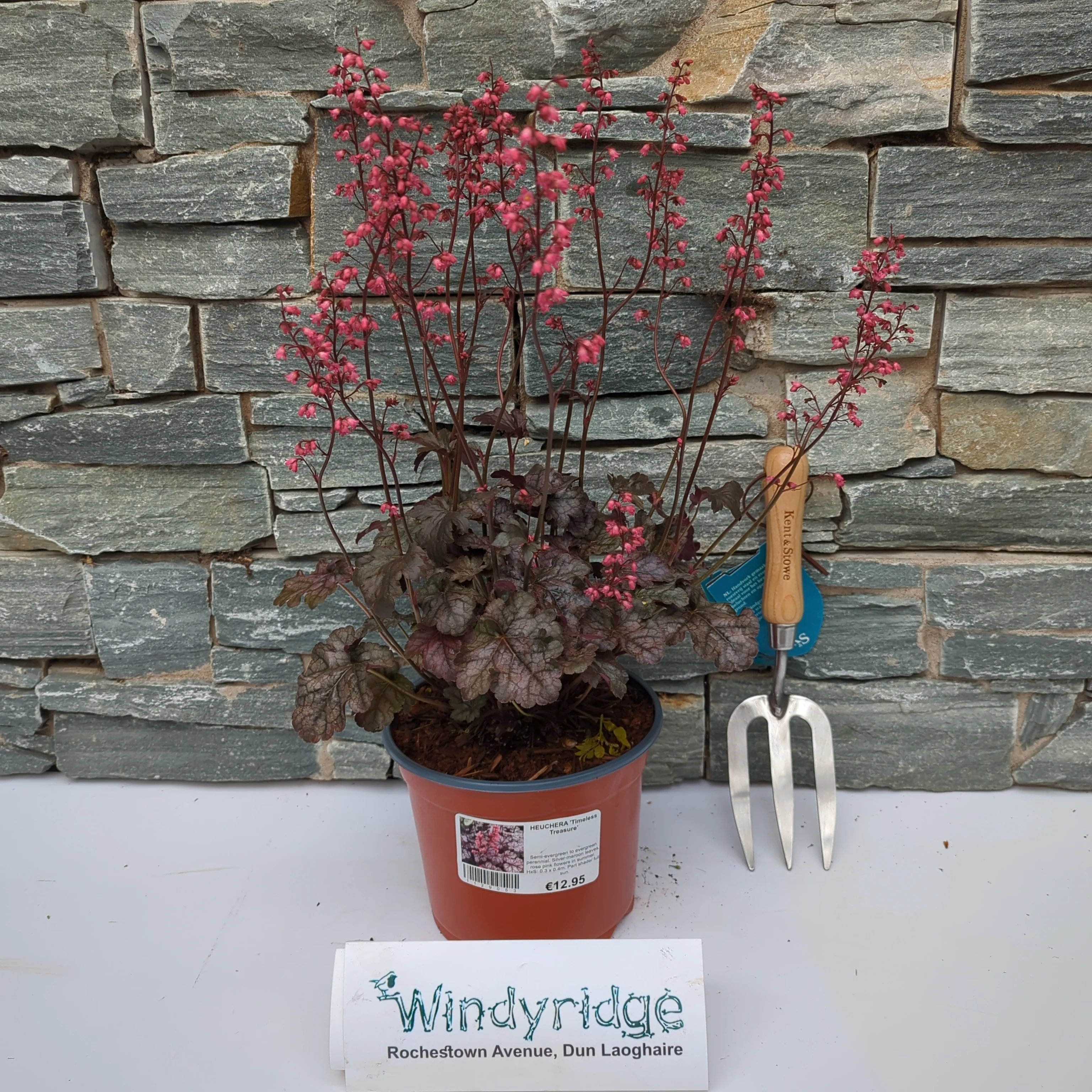 HEUCHERA Timeless Treasure - Image 2