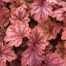 HEUCHERA villosa Carnival Watermelon - Image 2