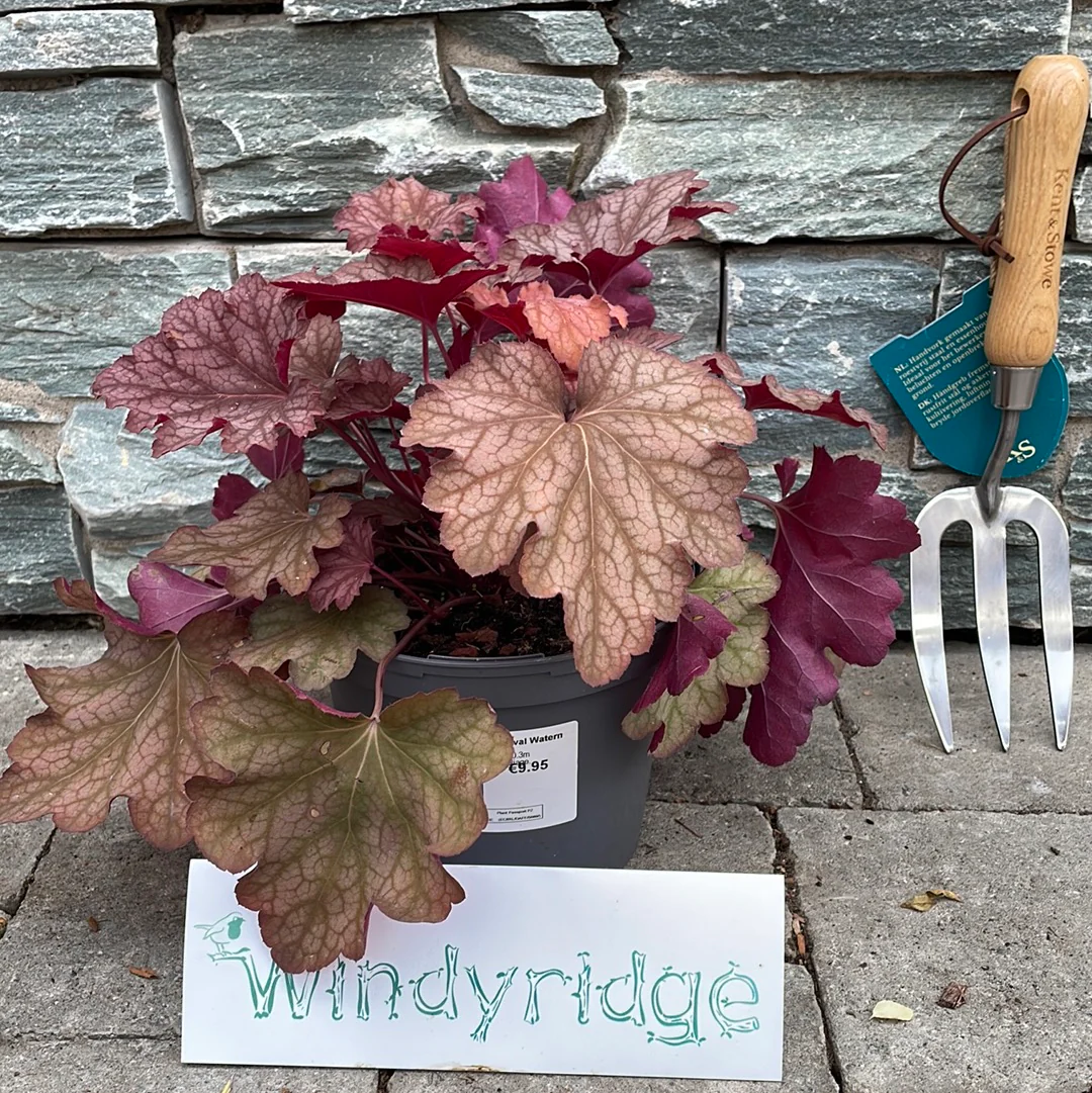 HEUCHERA villosa Carnival Watermelon - Image 3