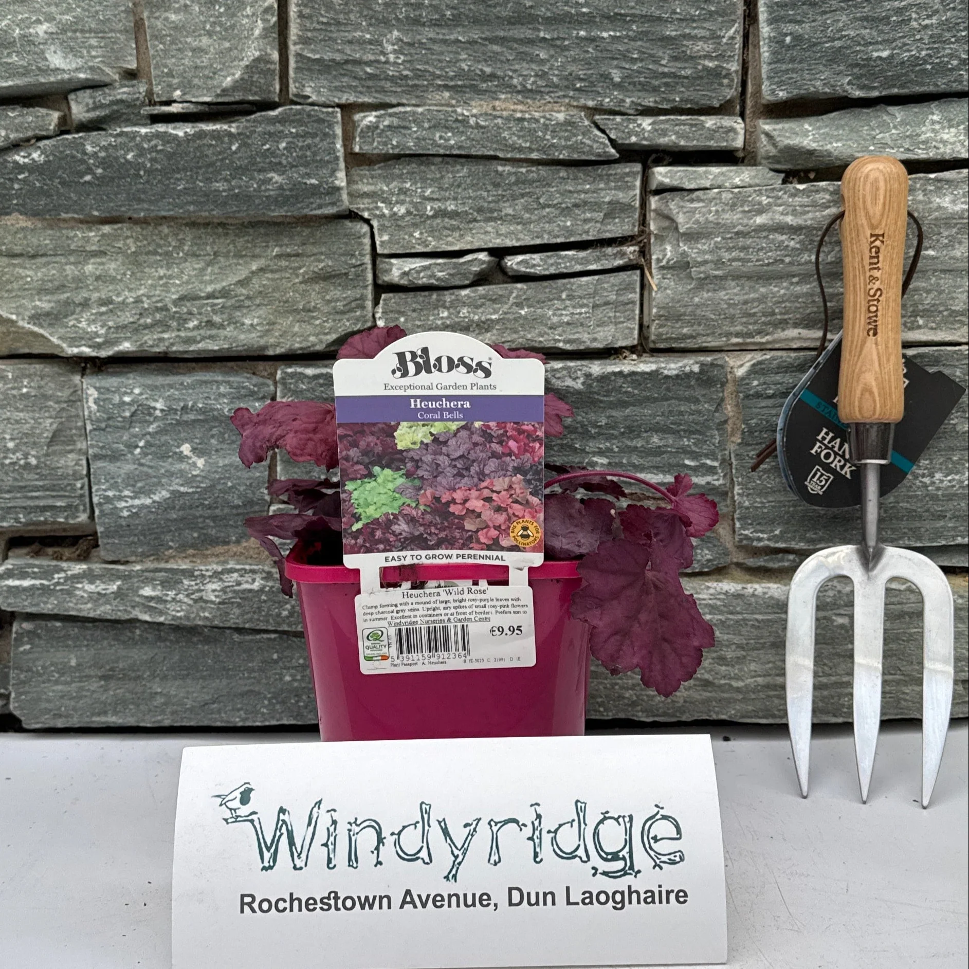Heuchera Wild Rose - Image 2