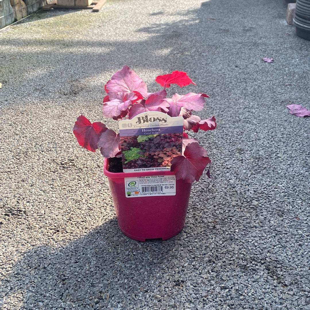 Heuchera Wild Rose - Image 3