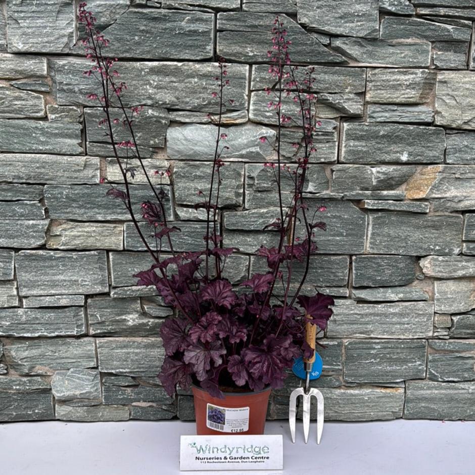 HEUCHERA Wildberry - Image 2