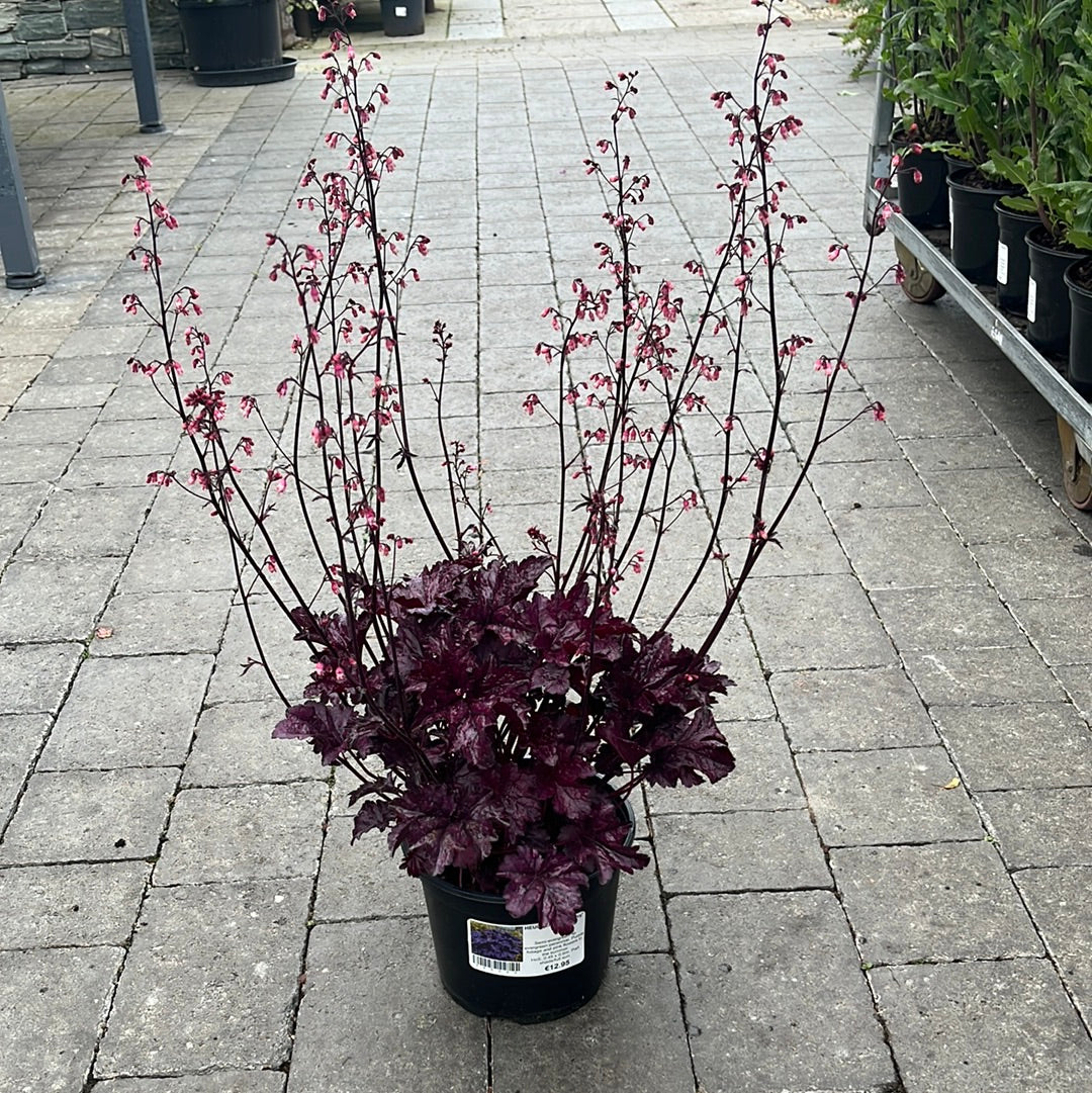 HEUCHERA Wildberry - Image 3