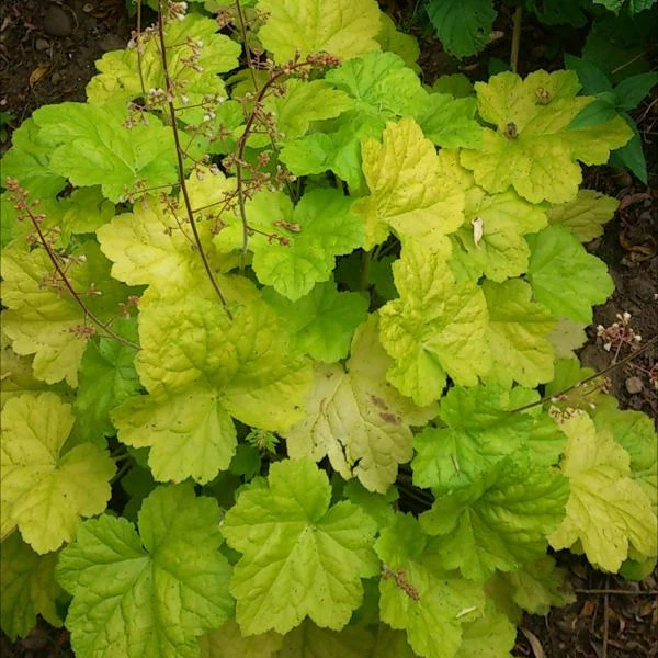 Heuchera World Caffe Romano