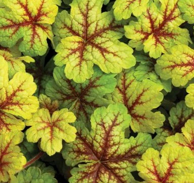 HEUCHERELLA Alabama Sunrise