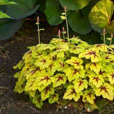 HEUCHERELLA Catching Fire