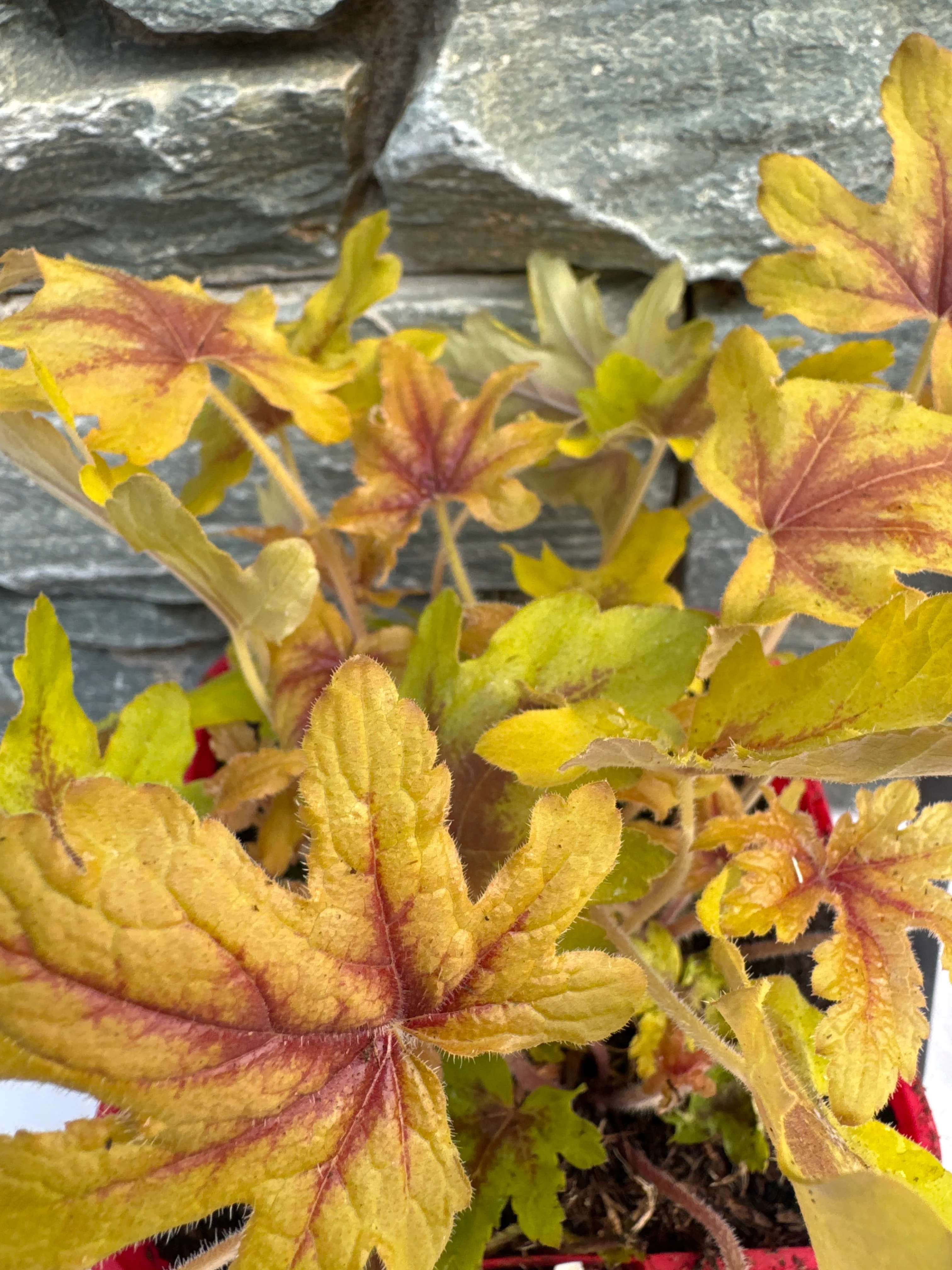 Heucherella Eye Spy - Image 2