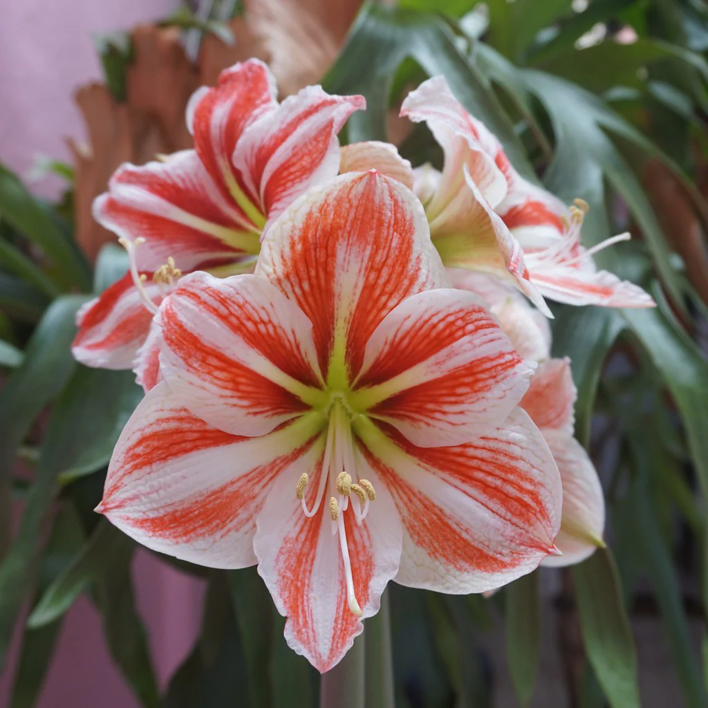 Hippeastrum exclusive mix / P13 / 2 buds - Image 2