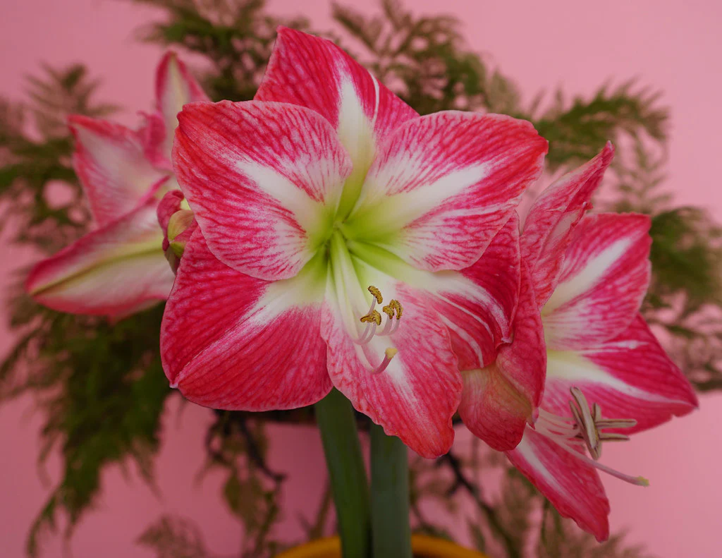 Hippeastrum exclusive mix / P13 / 2 buds - Image 3