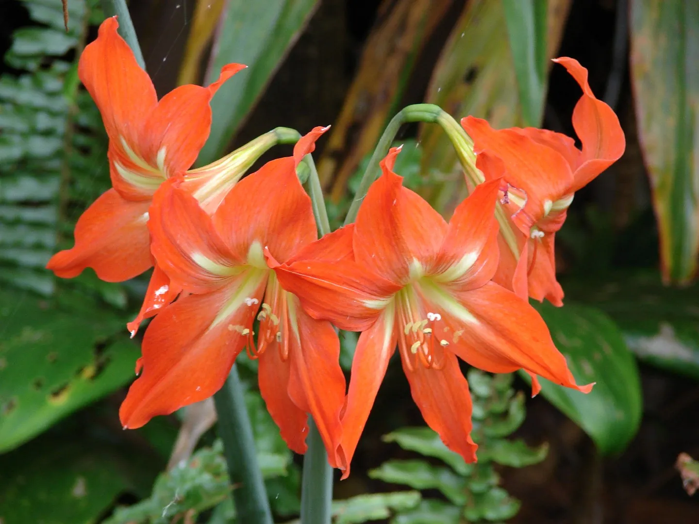 Hippeastrum exclusive mix / P13 / 2 buds - Image 4