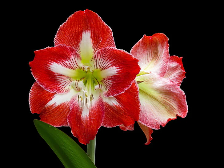 Hippeastrum exclusive mix / P13 / 2 buds - Image 7