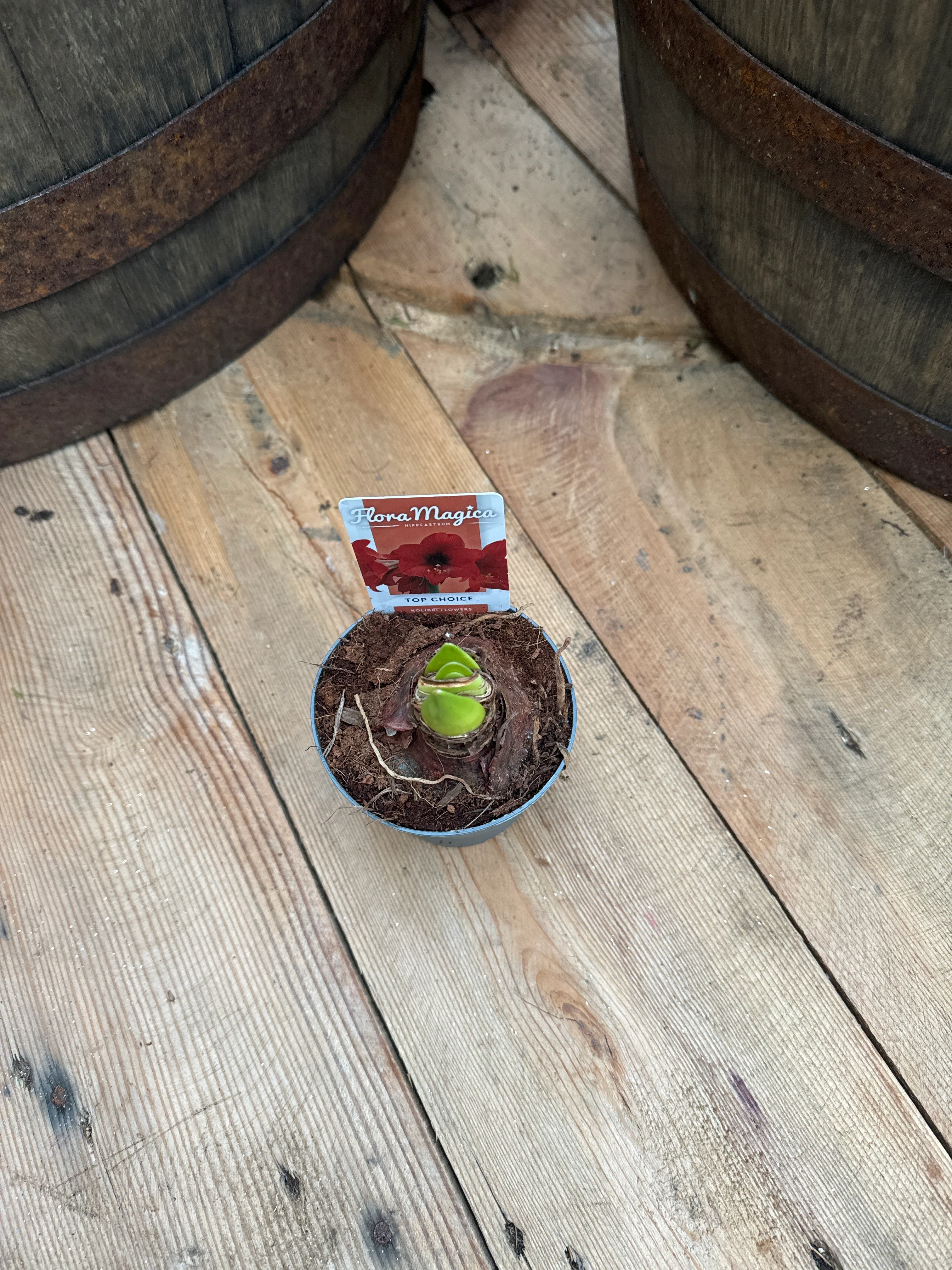 Hippeastrum Kolibri red  P9 - 2 buds - Image 3