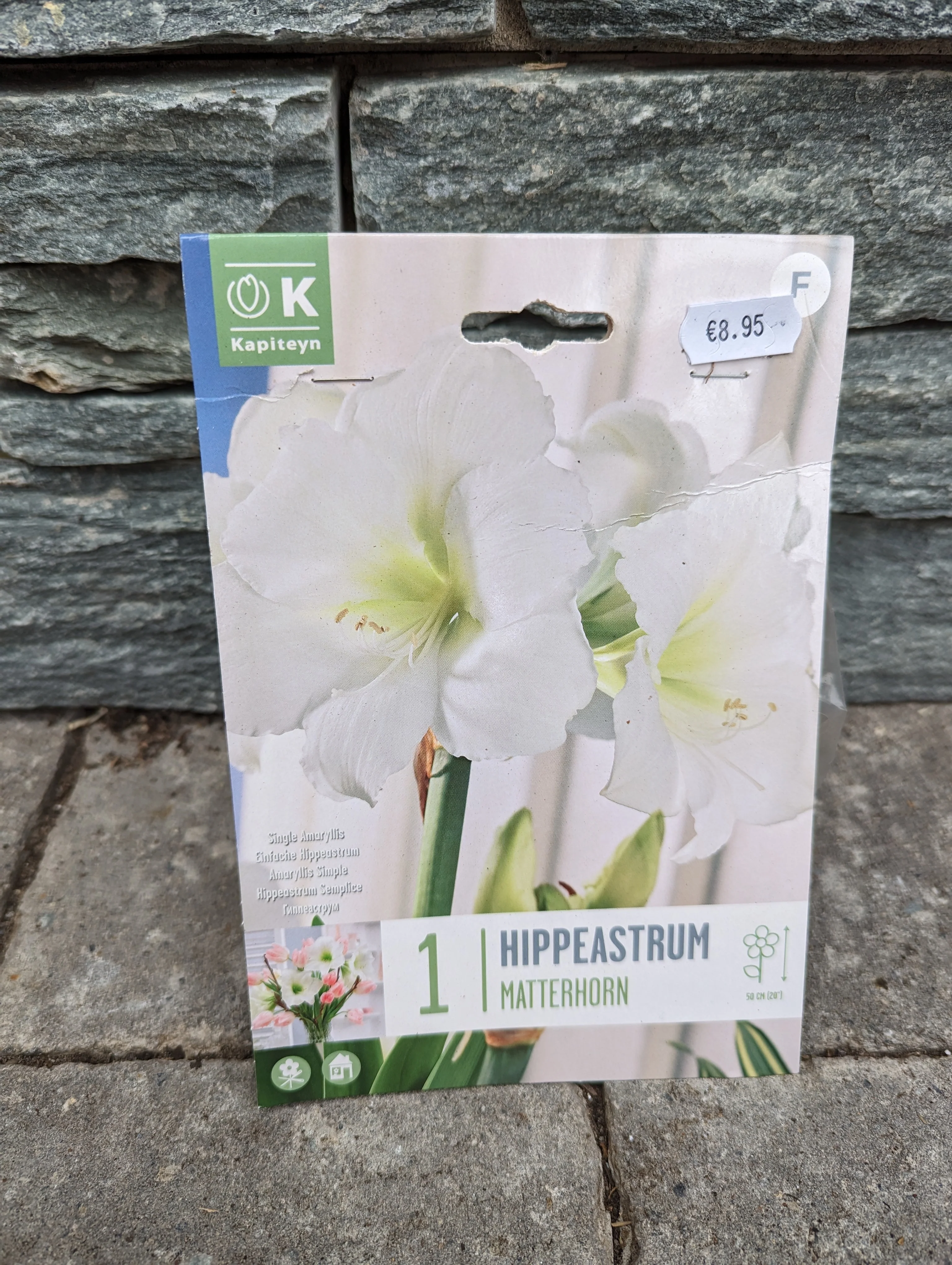 HIPPEASTRUM MATTERHORN X 1 - Image 2