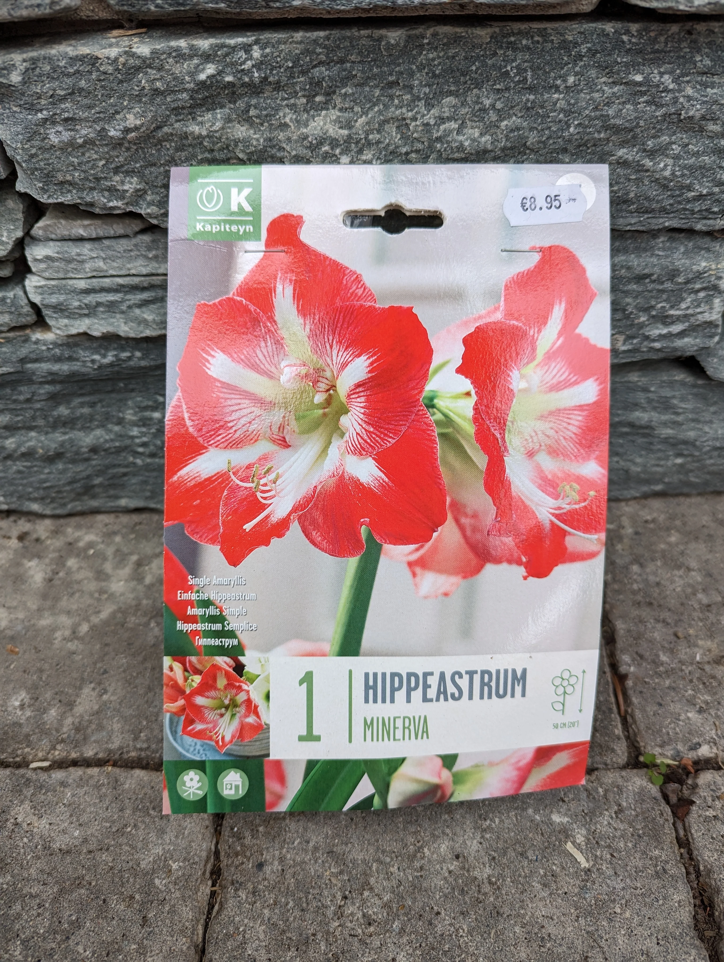HIPPEASTRUM MINERVA X 1 - Image 2