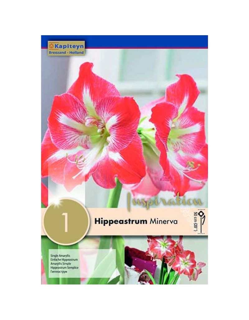 HIPPEASTRUM MINERVA X 1 - Image 3