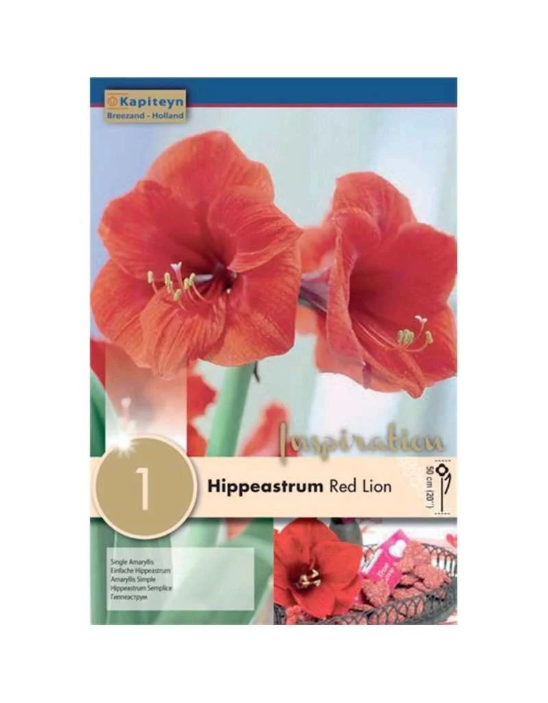 HIPPEASTRUM RED LION X 1 - Image 2