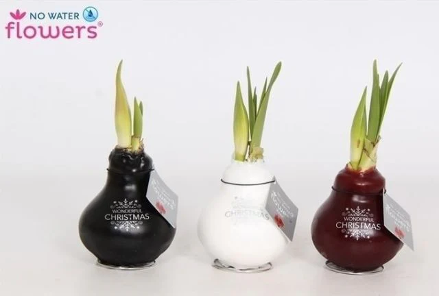 Hippeastrum Waxz Merry Christmas  not applicable - Image 2