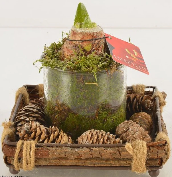 Hippeastrum X-mas arrangement