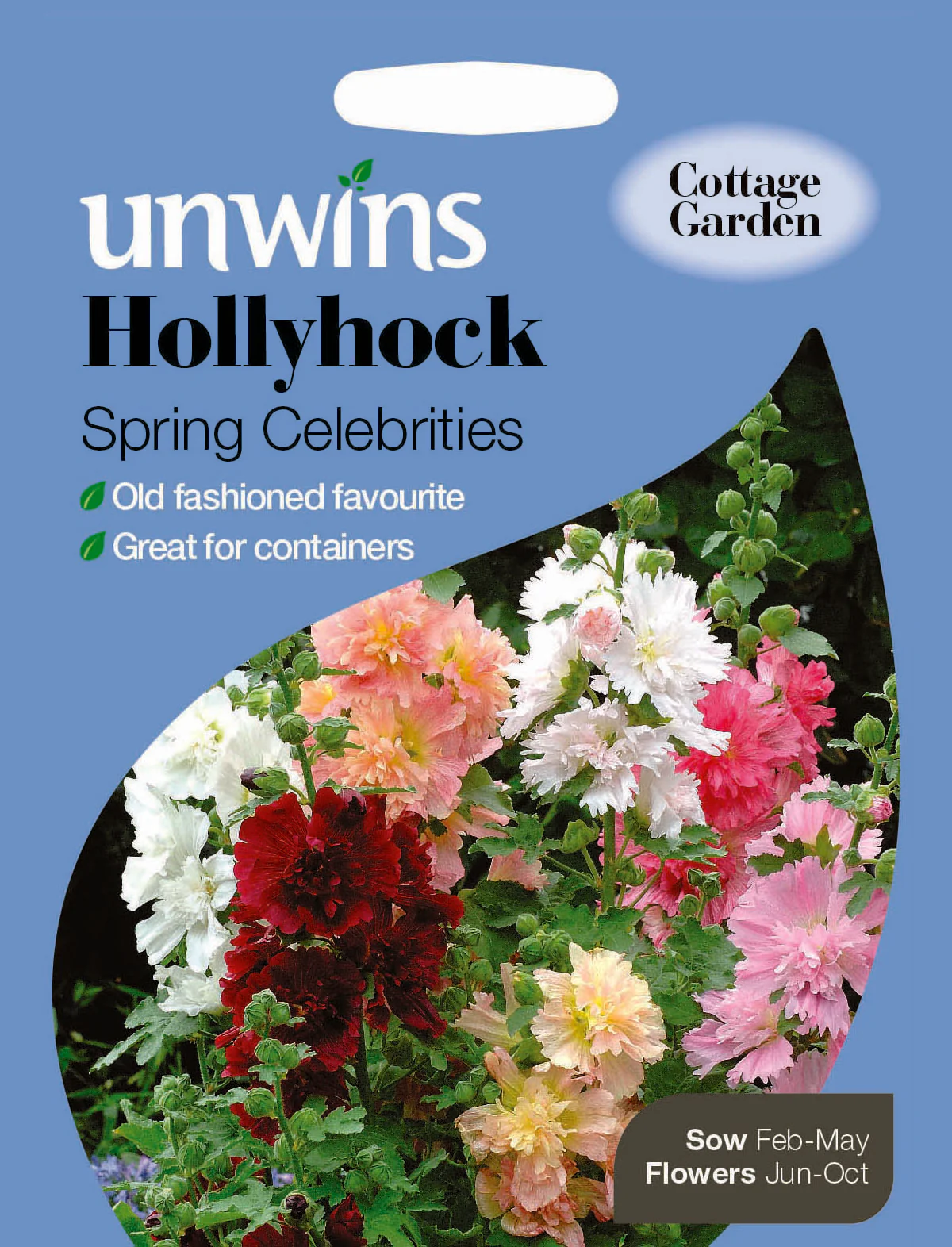 Hollyhock Spring Celebrities