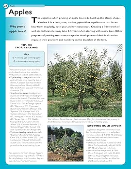 Home Gardener s Pruning - Image 2