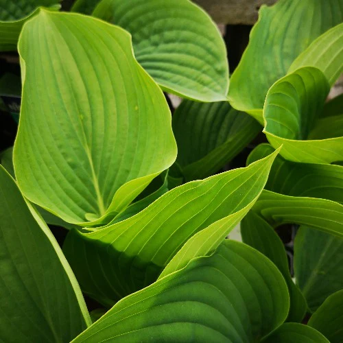 Hosta Empress Wu - Image 2