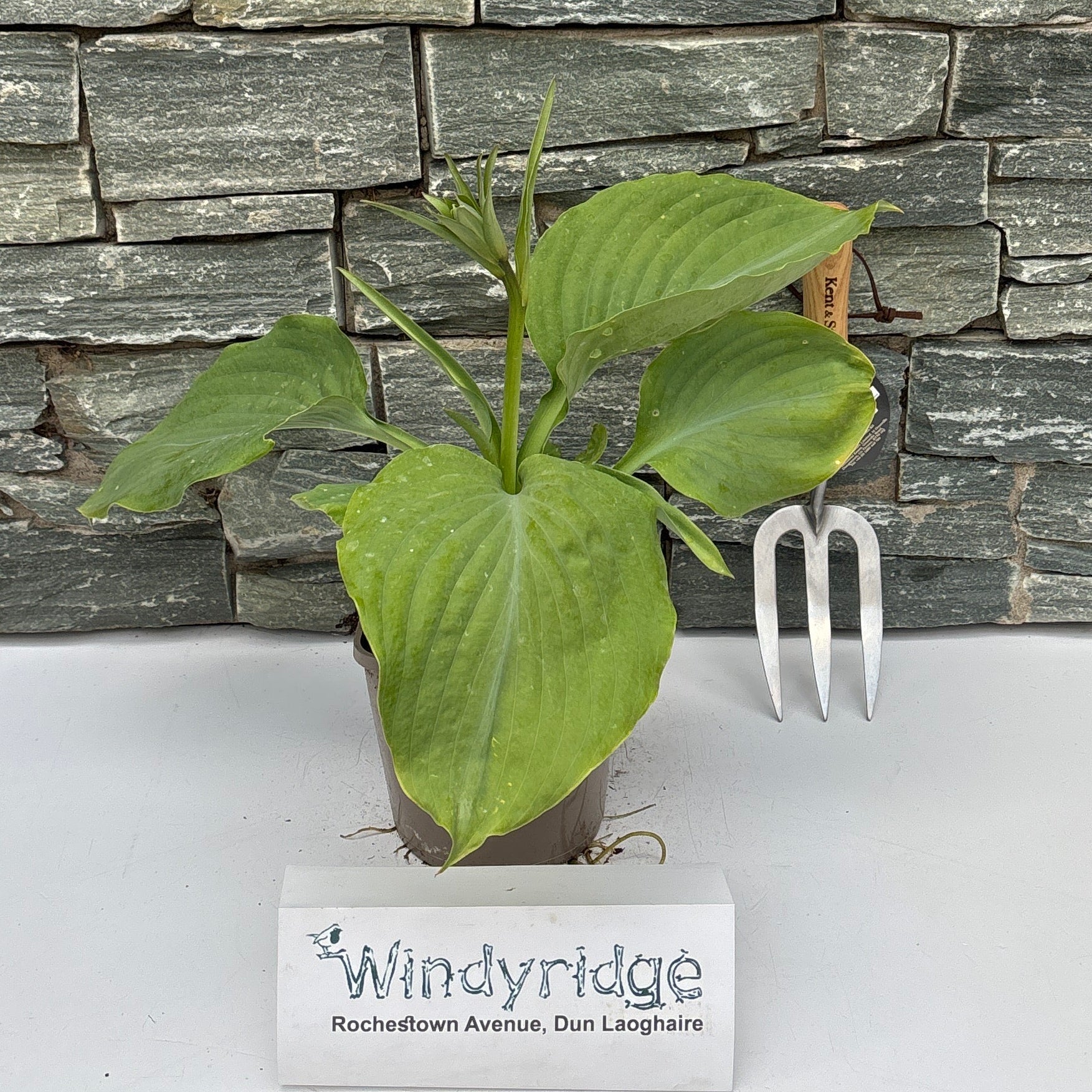 Hosta 'Empress Wu' 2L