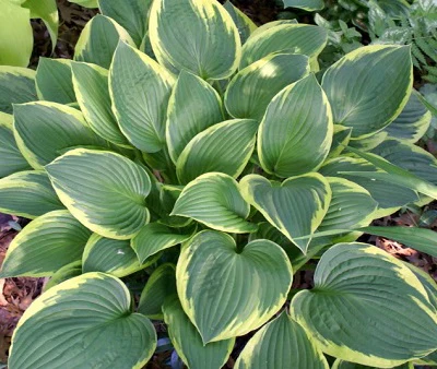 Hosta fortunei aureomarginata