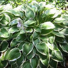 Hosta Francee - Image 3